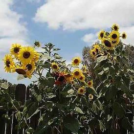Bitter Tomatoes, Tiny Onions and Weird Zucchini Image